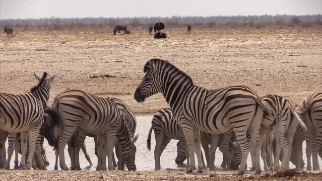 Herd of Plains zebra drinking from a waterhole on a dry, windy day. Suddenly, the zebras sense danger and flee, leaving a cloud of dust behind them. A wildebeest enters the frame.