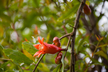 Close up of Unripe Pomegranate.Pomegranate tree in Pots. Pomegranate tree and unripe pomegranate In Pots.Young unripe red fruit.