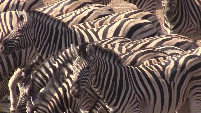 Group of Plains zebra in one row, drinking. The stripes of the individuals form a graphical pattern. Suddenly, several zebras raise their heads looking alarmed. One by one, the zebras leave.