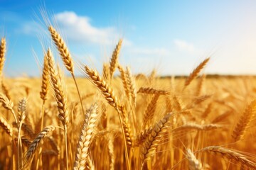 Fototapeta premium Farm concept with golden wheat fields.