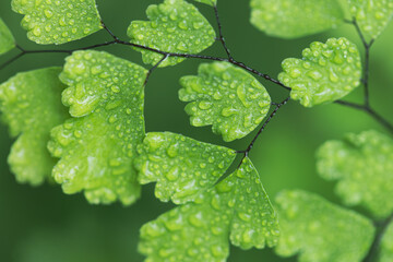 Close-up of raindrops on green fern leaves.
