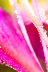 Close-up of a pink flower with dew drops. - 704726720