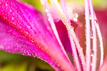 Close-up of a pink flower with dew drops.