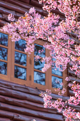 Blooming peach cherry flowers by the windows. - 704726798