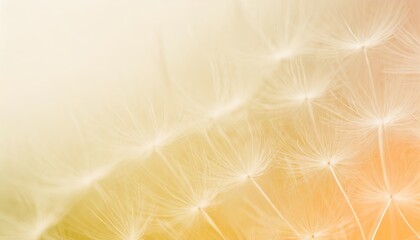 Pastel color background with dandelion.