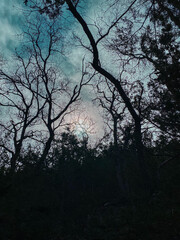Nature Portfolio 