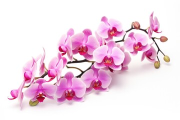 Pink orchid isolated on white background in the tropics.