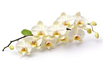 Close-up of a white Moth dendrobium or Phalaenopsis orchid branch, suitable as a nature flower background.
