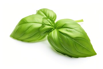 Fototapeta premium Two basil leaves isolated on white