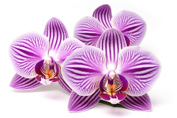 Close-up of two orchid flowers with stripes on a white background.