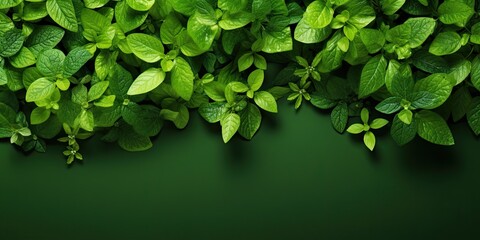 Fototapeta na wymiar Green eco-friendly background with leaves for banner or website design.