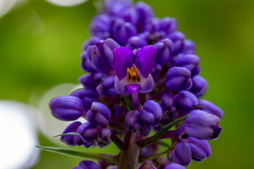 Gengibre azul ou Dichorisandra thyrsiflora
