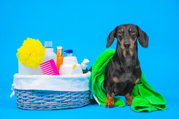 Calm dachshund dog in towel poses next to basket with bottles of care products, shampoo, gel, washcloth, comb Pet grooming, hygiene, body care natural organic allergen-free composition Bath travel set