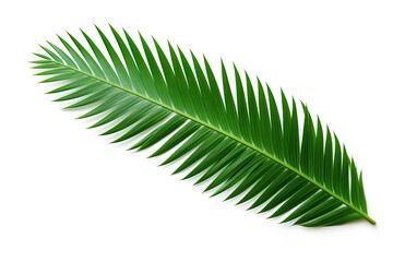 Obraz premium Tropical leaf collection with white background and depth of field