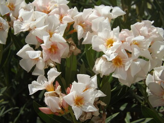 Obraz na płótnie Canvas Flores blancas en paisaje natural