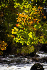 autumn in the forest