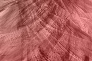 Beautiful brown scarlet feather texture pattern background