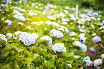 White Pastel flower floral soft nature blossom blurred background. White flowers romance botanical bloom spring season. Soft sunlight petals plant in beautiful garden. Romantic Backdrop template