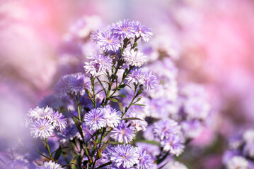 Purple Pastel margaret flower floral soft nature blossom blurred background. Pastel violet romance bloom spring season. Magenta petals blossom in beautiful garden. Close-up violet floral wildflower
