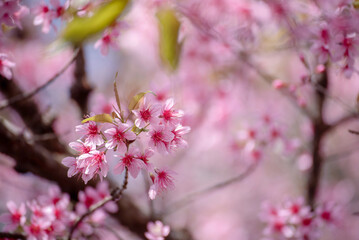 Pink Pastel flower floral soft nature blossom blurred background. Vintage retro romance plum botanical bloom spring season. Blurry Cherry blossom petals plant in beautiful garden. Backdrop template
