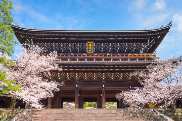 Beautiful full bloom Cherry Blossom - Sakura in scenic spring time at Chion-in temple i Kyoto, Japan