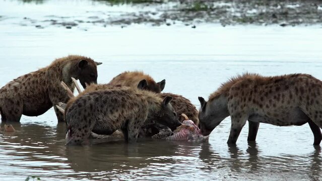 Hyenas rip a dead hippo apart in the water