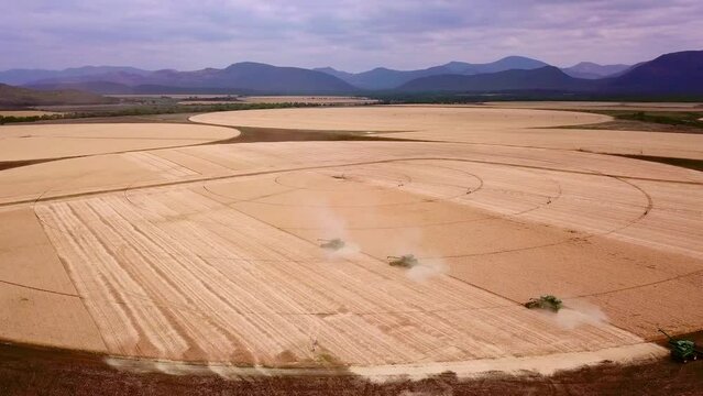 Drone flys over a wheat field as combiners harvest the wheat