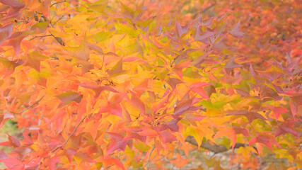 日本の秋をイメージした背景画像