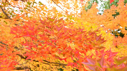 日本の秋をイメージした背景画像