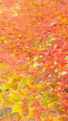 日本の秋をイメージした背景画像