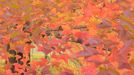 日本の秋をイメージした画像