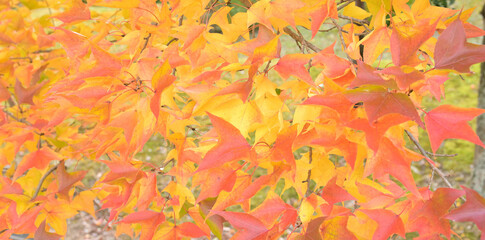 日本の秋をイメージした背景画像