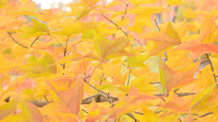 日本の秋をイメージした画像