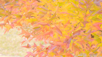 日本の秋をイメージした背景画像