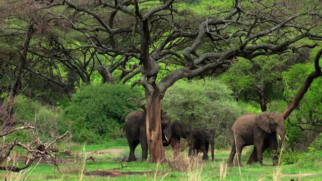 Elephants rub against a tree as they walk past