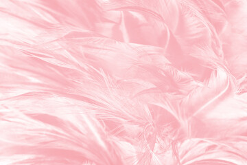 Beautiful soft pink feather pattern texture background - 704735110