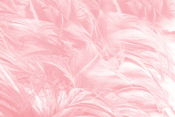 Beautiful soft pink feather pattern texture background - 704735119