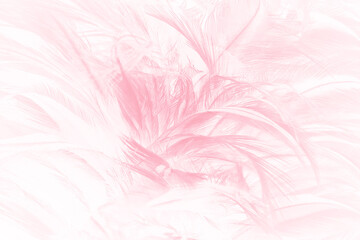 Beautiful soft pink feather pattern texture background - 704735126