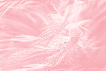 Beautiful soft pink feather pattern texture background - 704735162
