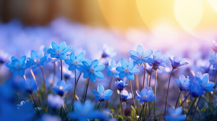 A field of delicate blue wildflowers bathed in the golden light of sunset, evoking a serene and warm feeling.