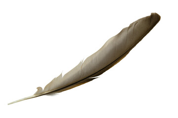 Beautiful eagle feather isolated on white background - 704736124