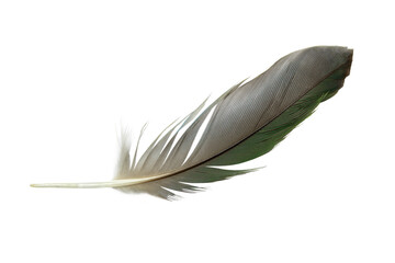 Beautiful macaw parrot feather bird isolated on white background - 704736125