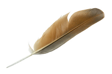 Beautiful eagle feather isolated on white background - 704736146