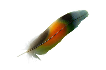 Beautiful macaw lovebird feather isolated on white background