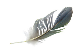 Beautiful macaw lovebird feather isolated on white background