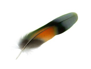 Beautiful macaw lovebird feather isolated on white background