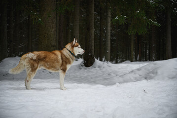 a walk with a husky in a pine forest