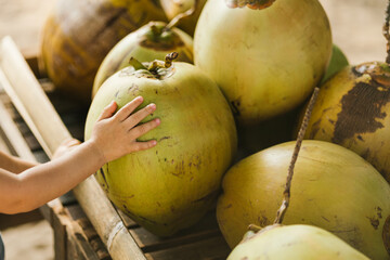 Close up view of baby hand holding the green coconut during vacation in Asia. Summer tropical...