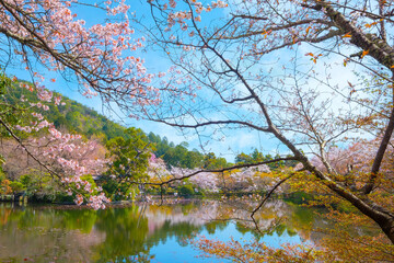 Ryoanji Temple in Kyoto is the site of Japan's most famous rock garden and beautiful cherry blossom in spring time