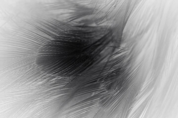 Beautiful lines dark black feather pattern  texture background